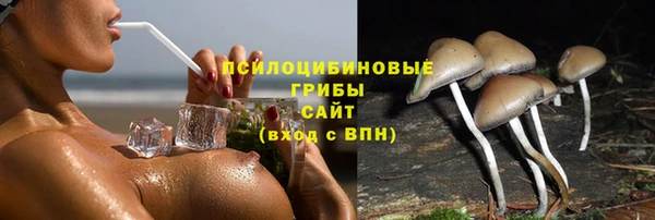 хмурый Аркадак